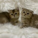 Scottish Fold & Straight in RAK City