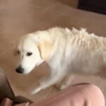 British Cream Golden Retriever FEMALE in Dubai