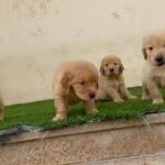 Golden Retriever puppies in Ajman