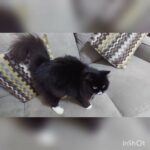sweet kitten for sale in Dubai