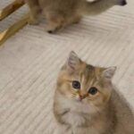 Kitten in Dubai