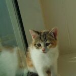 2 months old Scottish fold mix kitten in Sharjah