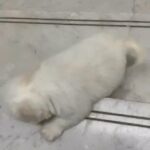 Maltese male Available in Dubai