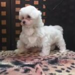 Maltese available 🐶🐶 in Dubai