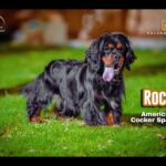 Rock the Male American Cocker Spaniel for Mating in Sharjah