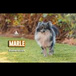 Marle The Pomeranian Male for Mating in Sharjah