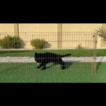 For Sale Male Balck Jake German shepherd  King Size Long hair 2 Months Old in Umm Al Quwain