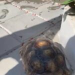 Sulcata Turtle in Abu Dhabi