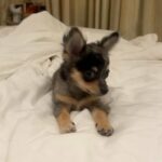 Blue Merle Chihuahua in Dubai