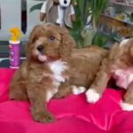 Cavapoo puppies available 🇦🇪 in Dubai