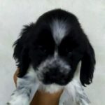 😊 Cocker Spaniel Male in Dubai