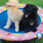 black havanese female in Ajman