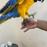 Macaw Blue and Gold in Dubai