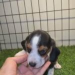 For sale beagle male 55 in Sharjah