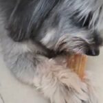 Tibetan Terrier Male / Mating in Dubai