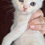 female Kitty Persian Kitty pitch and  white colour 1 month and 26 days in Sharjah