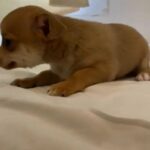 6 Chihuahua Pups ready for new families in Dubai
