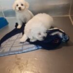 Offer On Cute Maltese Puppy 🐶🇦🇪 in Dubai