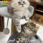 Shirazi peaky face cats in Dubai