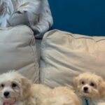 Maltipoo Puppies For Sale in Dubai 🥰 in Sharjah
