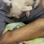 Male Chihuahua 1 Year Old in Al Ain