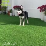 Husky female in Al Ain