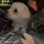 Chihuahua female in Al Ain