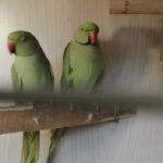 INDIAN RINGNECK PAIR FOR SALE in Sharjah