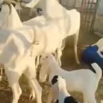 Pure Pakistani Breed Goats in Dubai