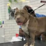 American Bully Pocket Female in Dubai