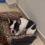 Female French Bulldog in Dubai