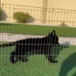 For Sale King Size Long Hire german shepherd Black Royal For Sale in Umm Al Quwain