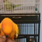 Sunconure in Dubai