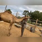 Female Camel For Sale in Fujairah