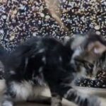 10000dhs fixed pure Maine coon with pedigree in Dubai