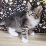10000dhs fixed pure Maine coon with pedigree in Dubai