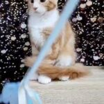 15000dhs fixed pure Maine coon with pedigree in Dubai