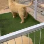 Golden Puppy 2 Month Old in Dubai