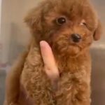 Toy Poodle Available 🎄💥 in Dubai