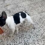 Female French Bulldog in Dubai