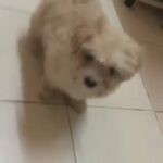 Maltipoo Looking for FurEver Family in Dubai