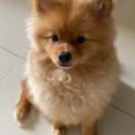 Handsome Pom Ready For Mating in Dubai
