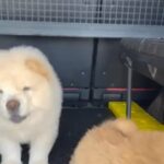 Chow Chow Puppies Best Quality in Dubai