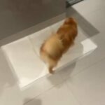 Male Pomeranian For Sales in Dubai