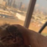 Kitte For Sale in Dubai