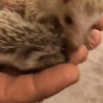 Hedgehogs in Sharjah