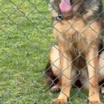 German Shepherd Female in Dubai