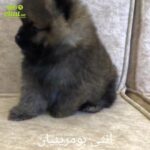 Pomeranian Teddy face in Dubai