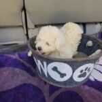 Toy Poodle Puppies Available in Dubai