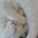 URGENT Adorable white Turkish Angora Kitten 300 AED FemLe URGENT in Dubai